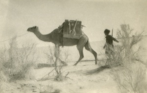 Перевозка кинооборудования в песках, 1924 - 1935, Туркменская ССР. Съемки для киностудии «Севзапкино» (ныне «Ленфильм») и кинофабрики в Полторацке (с 1927 года – Ашхабад). 