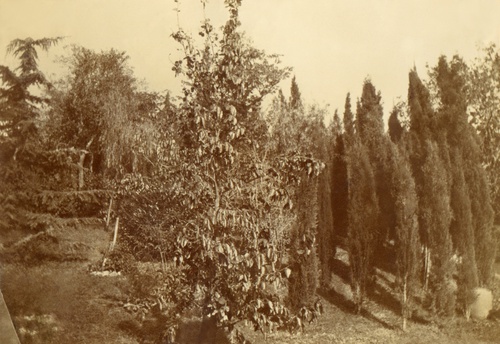 Вид на парк, 1907 год, Таврическая губ.,Крымский п-ов, дер. Кореиз