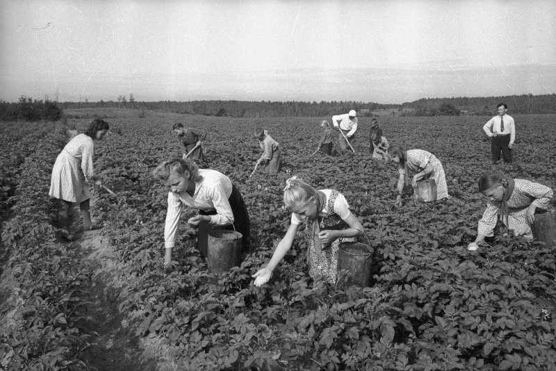 «Звено высоких урожаев». На полях совхоза в Раменском, 1948 год, Московская обл., Раменский р-н. Выставка «Про картошку» с этой фотографией.
