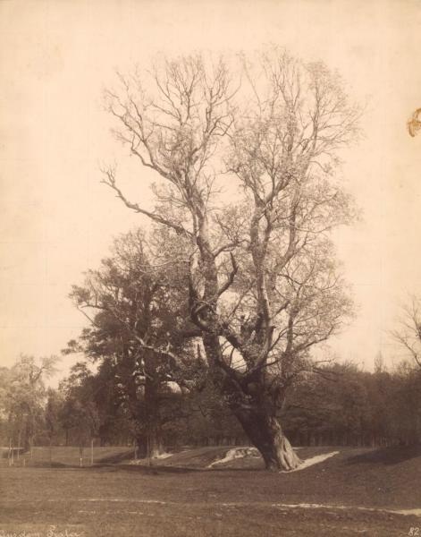 Пейзаж со старыми деревьями, 1900-е