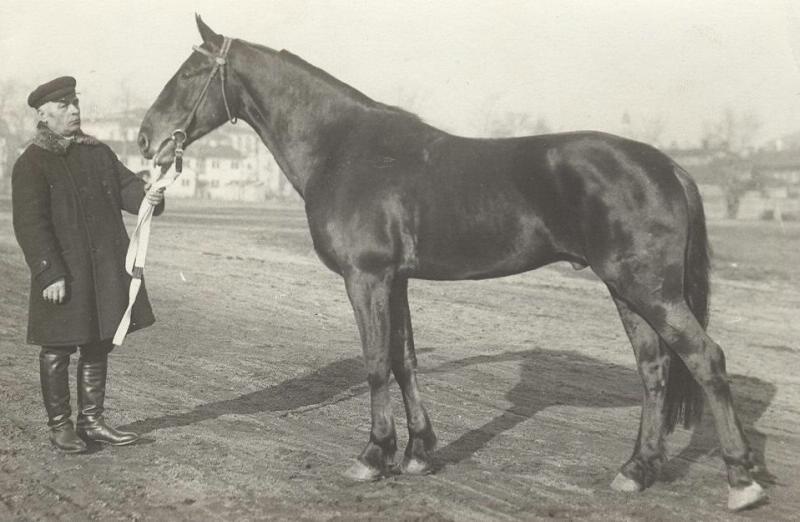 Конь Гектор, 1930-е