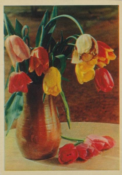 Тюльпаны, 1957 год, г. Москва