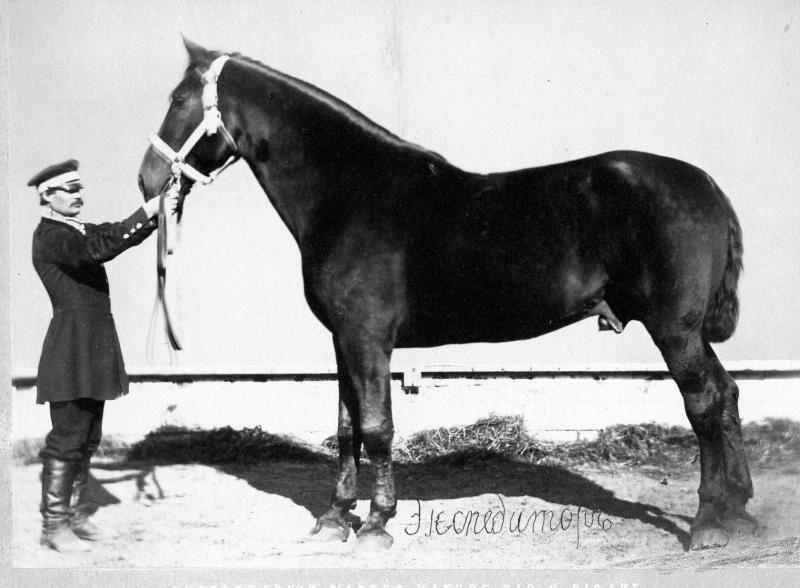 Конь Экспедитор, 1870-е