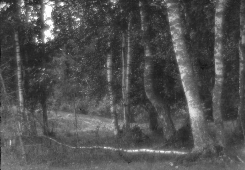 Лесной пейзаж, 1920-е
