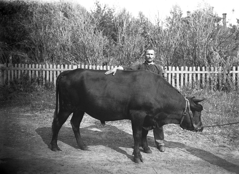 «Ярославец» - бык-производитель, 1932 год, г. Галич