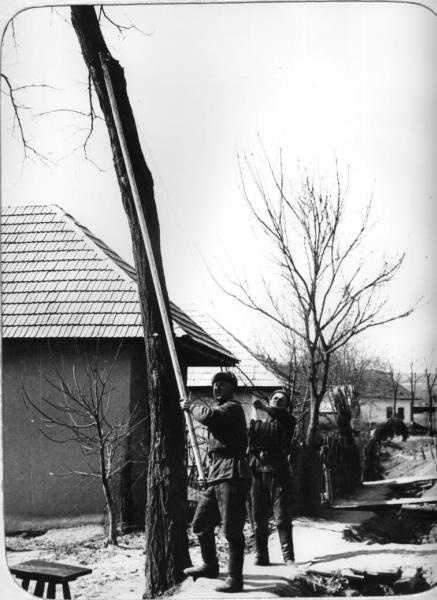 Шестовая связь, 1945 год, Австрия. Солдаты-связисты с помощью шеста устанавливают на дерево провод радиосвязи.