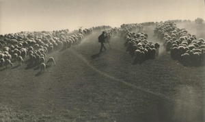 Отара, 1949 год, Молдавская АССР. Выставки&nbsp;«Сергей Шиманский. Не Ленинград»&nbsp;и «Советская Молдавия» с этой фотографией.