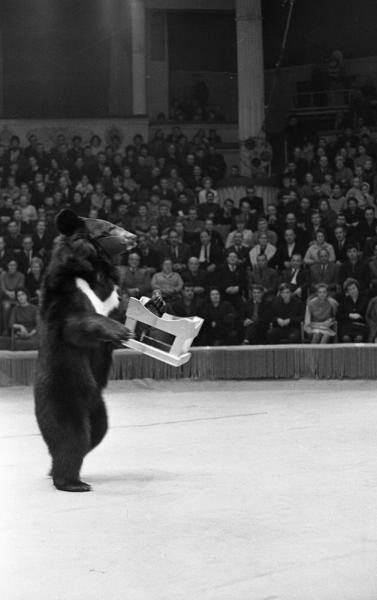 Номер Луиджи Безано. Дрессированный медведь, 1967 - 1970, г. Москва