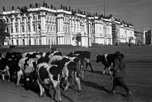 Скот, угоняемый колхозниками из прифронтовых районов, сентябрь - октябрь 1941, г. Ленинград