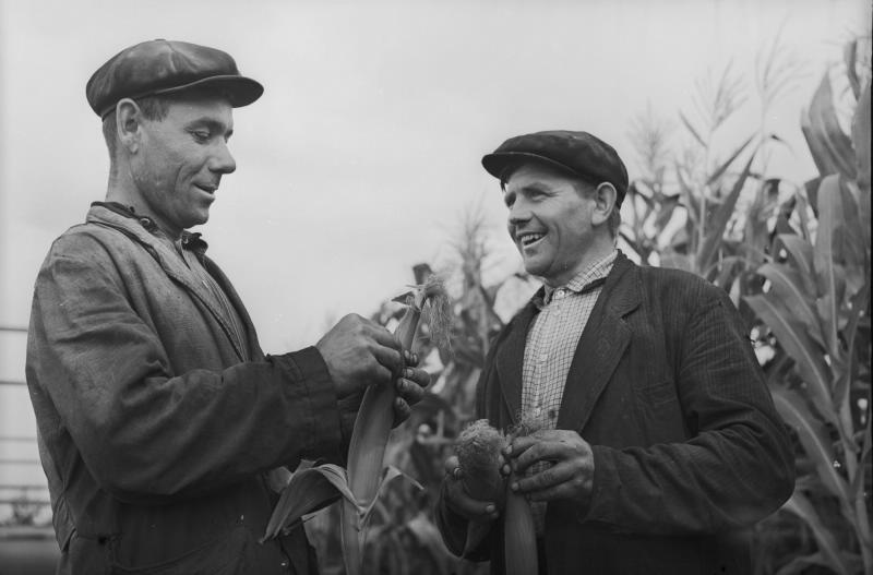 Колхозники на кукурузном поле, 1955 - 1965. Видео «Царицы полей» с этой фотографией.