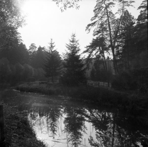 Вид на пруд и лес, 1904 год, г. Москва, Сокольники