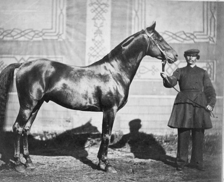 Жеребец Приятель, 1890-е