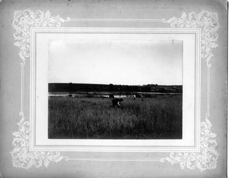 Сбор урожая, 1910-е