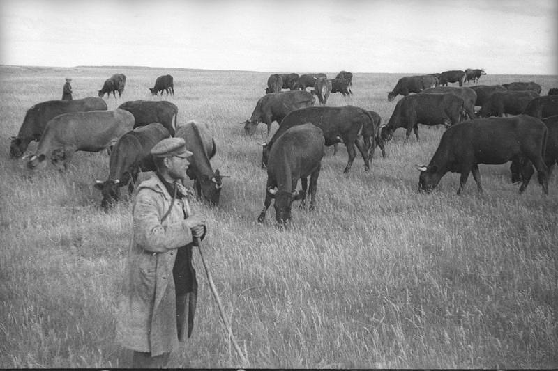 Пастух с коровами, 1938 год, Куйбышевская обл.. Ныне Самарская область.Выставка «Пастухи» с этой фотографией.&nbsp;