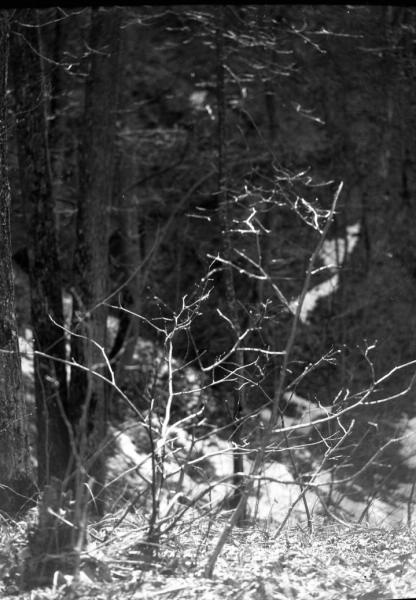 В лесу, 1920-е