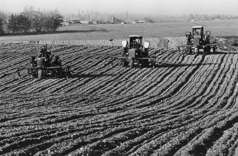 Сев кукурузы, 1976 год