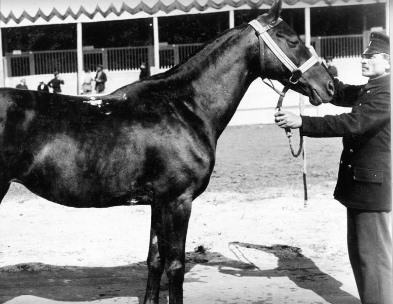 Конь Кахейлей, 1900-е