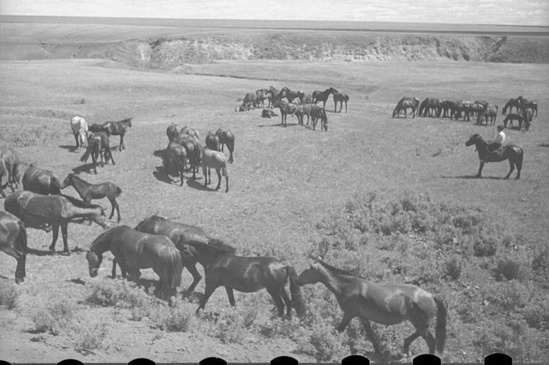 Лошади на пастбище, 1938 год, Куйбышевская обл., колхоз «Степной маяк». Ныне Самарская область.