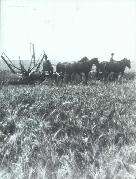 В поле, 1908 год, Кубанская обл.
