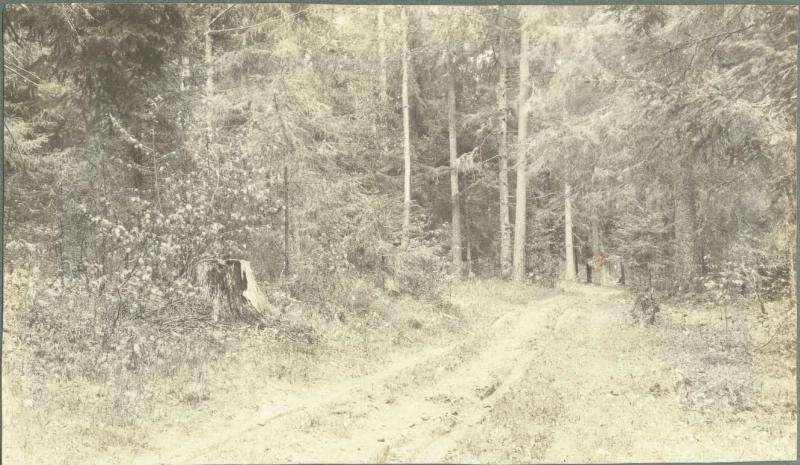 Хвойный лес, 1914 - 1918. Выставка «Лес» с этой фотографией.Из серии «Хроники жизни полевого госпиталя».