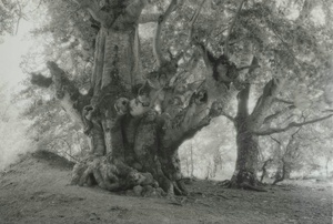 Старые деревья, 1991 год, Крымская обл.