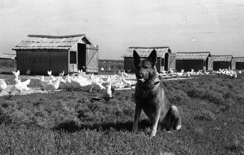 Собаки охраняют Томилинскую птицефабрику, 1950 год, Московская обл.. Выставка «И все это в Подмосковье» с этой фотографией.