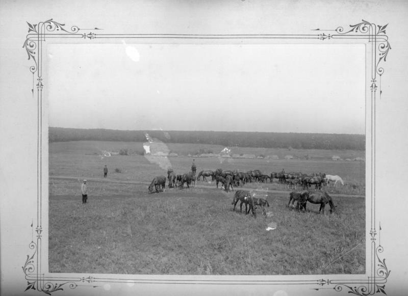 Табун лошадей на пастбище, июнь - сентябрь 1903