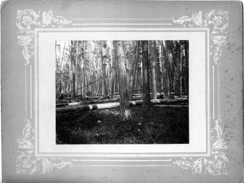 Стволы деревьев, 1910-е