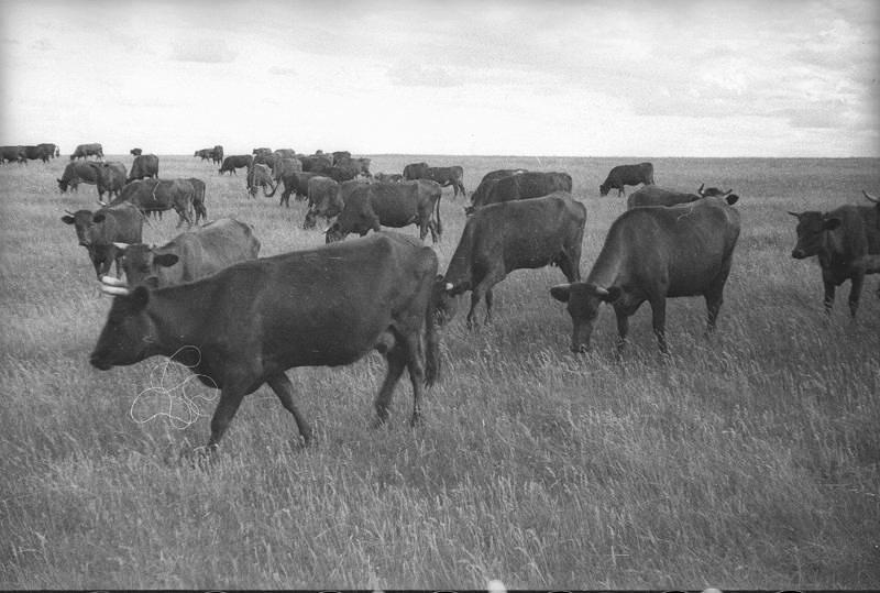 Коровы на пастбище, 1938 год, Куйбышевская обл.. Ныне Самарская область.