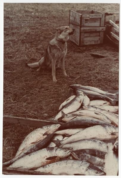 Рыба, 1960-е