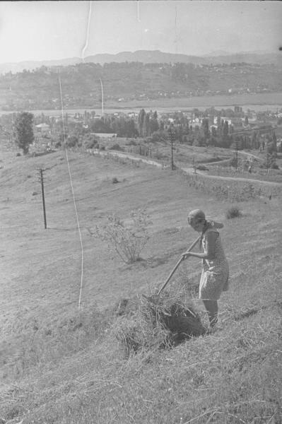 Комсомолка на уборке сена, 1936 год, г. Сочи