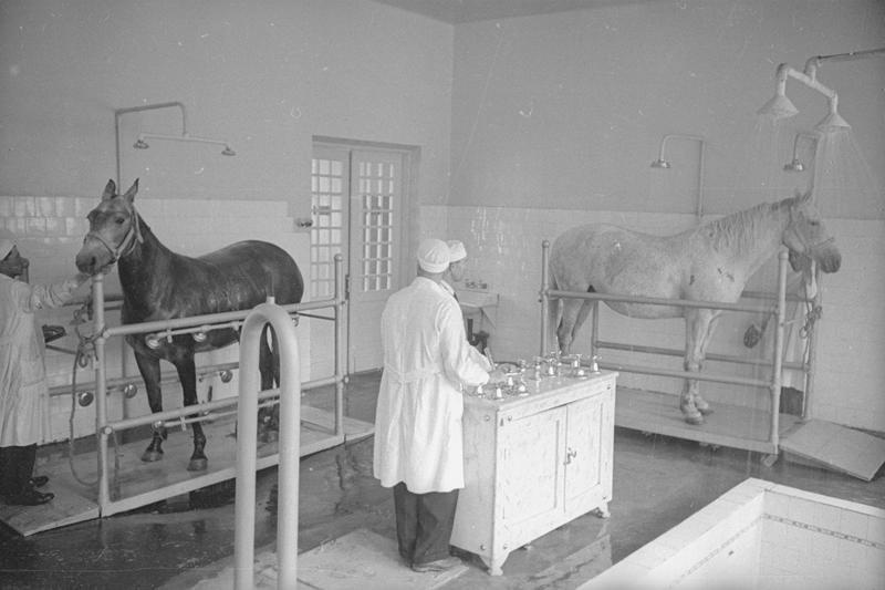 ВСХВ. Ветеринарная клиника. Водолечение, 1939 год, г. Москва. Выставка «На страже здоровья братьев наших меньших» с этой фотографией.&nbsp;