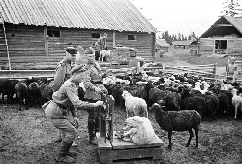 Помещения для содержания овец