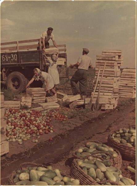 Сбор урожая, 1950-е, Ростовская обл.. Из серии «Сельскохозяйственные работы на юге России».