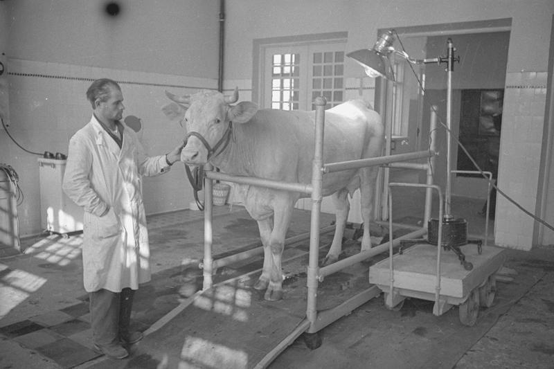 ВСХВ. Ветеринарная клиника. Светолечение, 1939 год, г. Москва