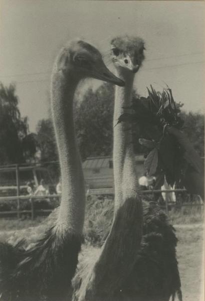 Страусы, 1935 - 1939. Выставка «Птицы» с этой фотографией.&nbsp;
