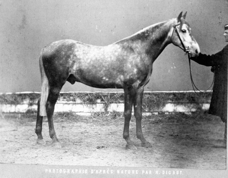 Конь Луч, 1870-е