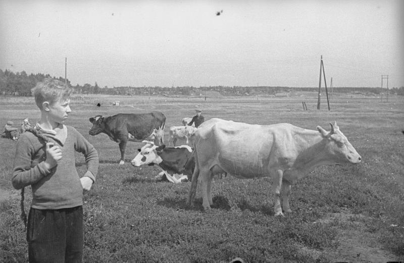 Школьник Ваня Козлов пасет коров, 1942 год, Московская обл., Коломенский р-н
