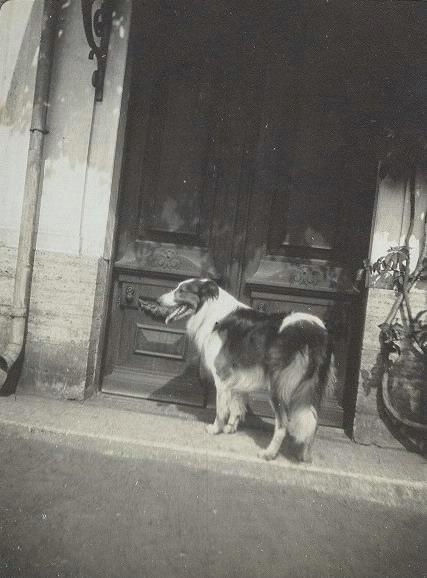Собака, 1900-е