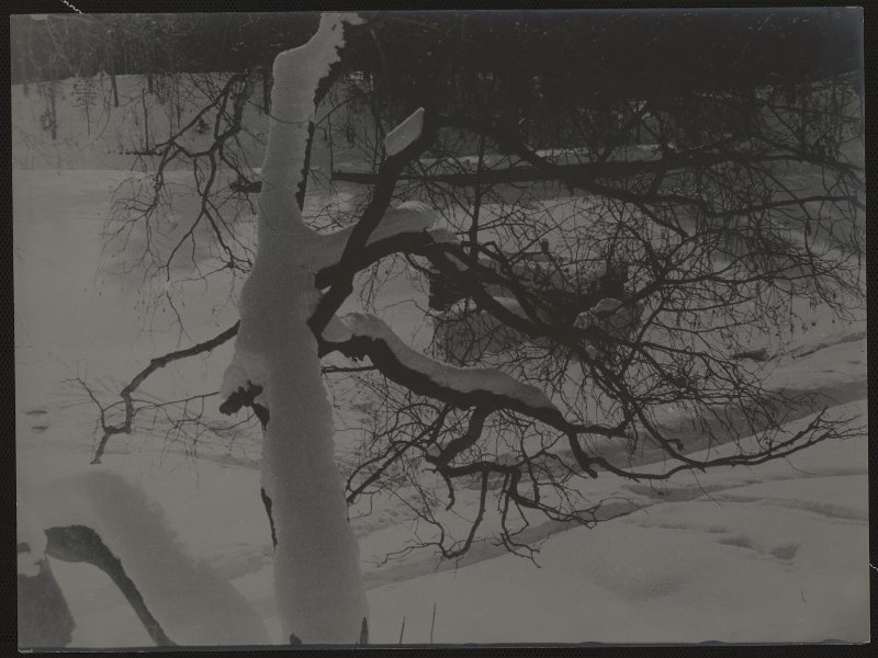 Зима. Карелия, 1933 год, Карельская АССР. Выставка «Карелия» с этой фотографией.