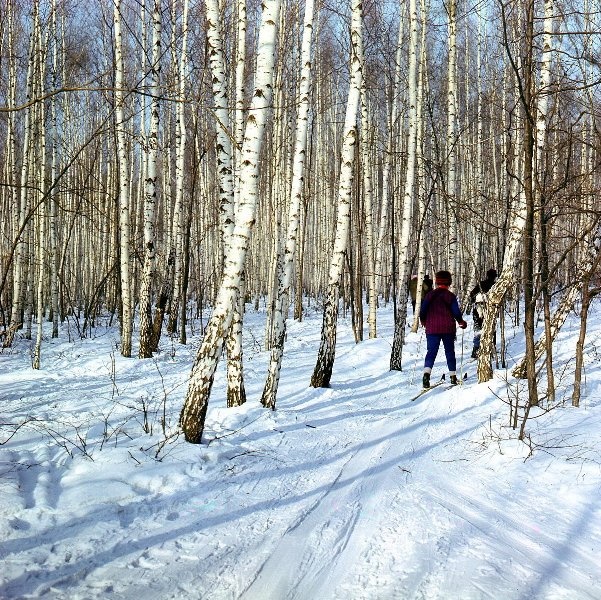 Лыжная прогулка в лесу описание фотографии