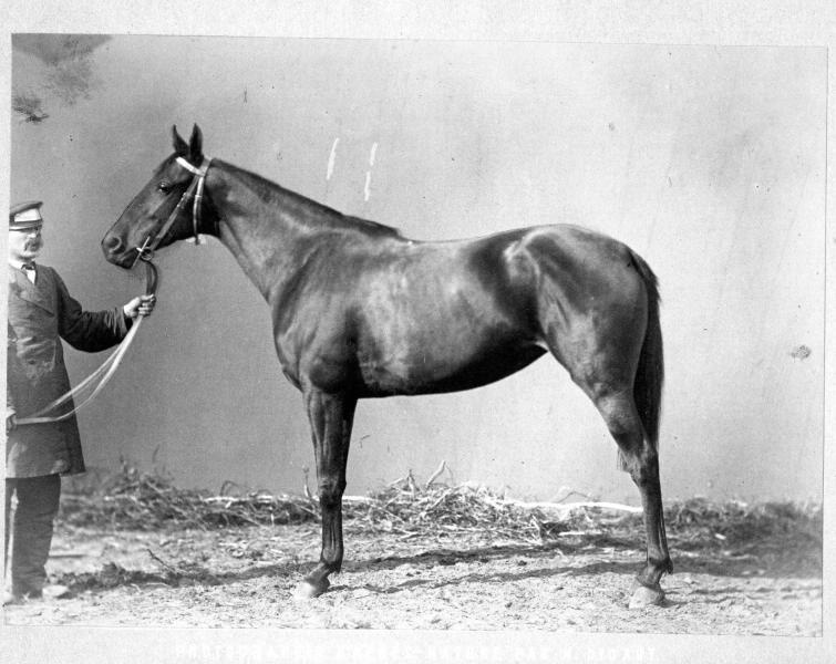 Конь Сирена, 1870-е