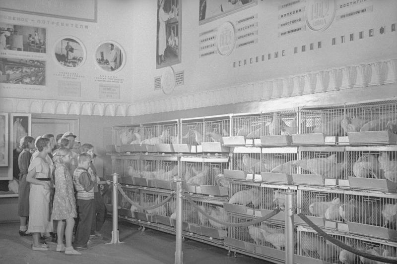 ВСХВ. Экскурсия в инкубаторе, 1939 год, г. Москва. Выставка «Уважаемые туристы, не отстаем от экскурсовода» с этим снимком.&nbsp;