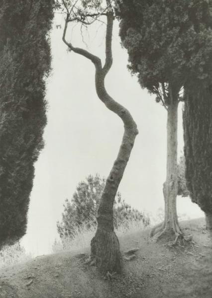 «Кривое дерево», 1990 год. Выставка «Проект "Дерево"» с этой фотографией.