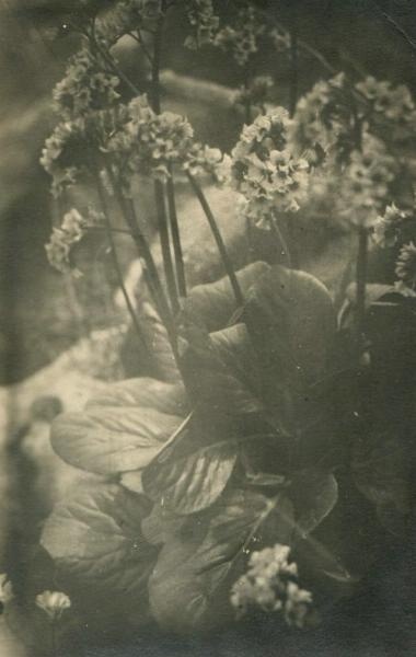 Цветы, 1910 - 1915