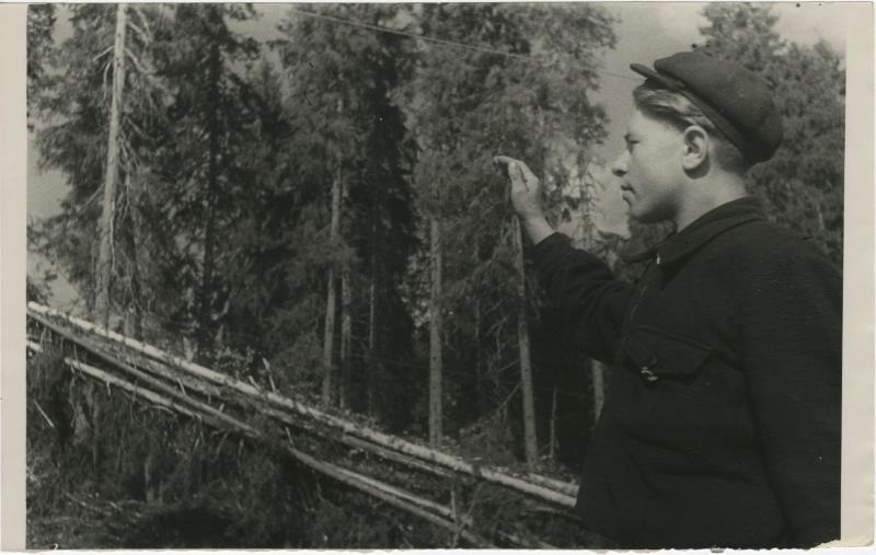 Валка леса, 1960 - 1963