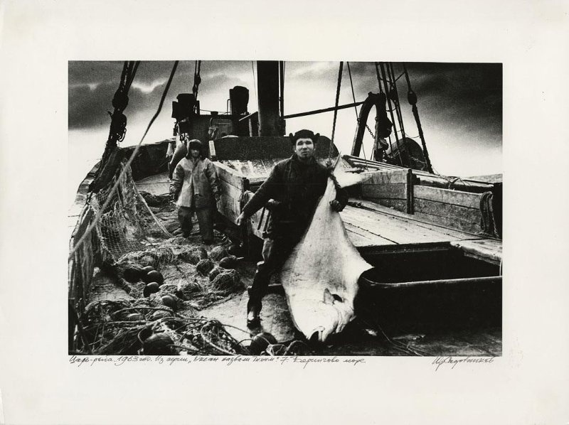 «Царь-рыба», 1963 год, Берингово море. Из серии «Океан назвали Тихим».Видео «Клюет!» с этой фотографией.