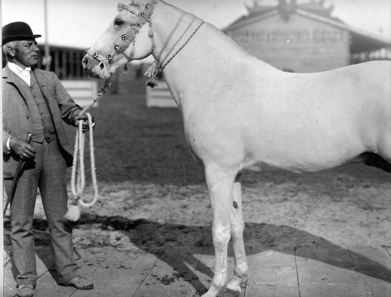 Конь Фарис, 1880-е