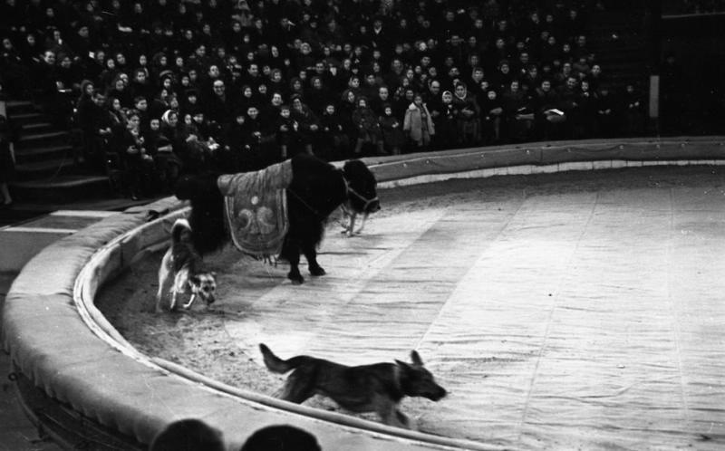 Цирк. Аттракцион Виктора Тихонова «Дрессированные яки и овчарки», 1959 год, г. Ленинград