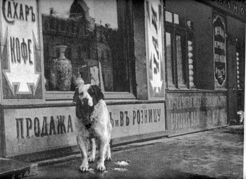 Собака, 1900-е, г. Москва